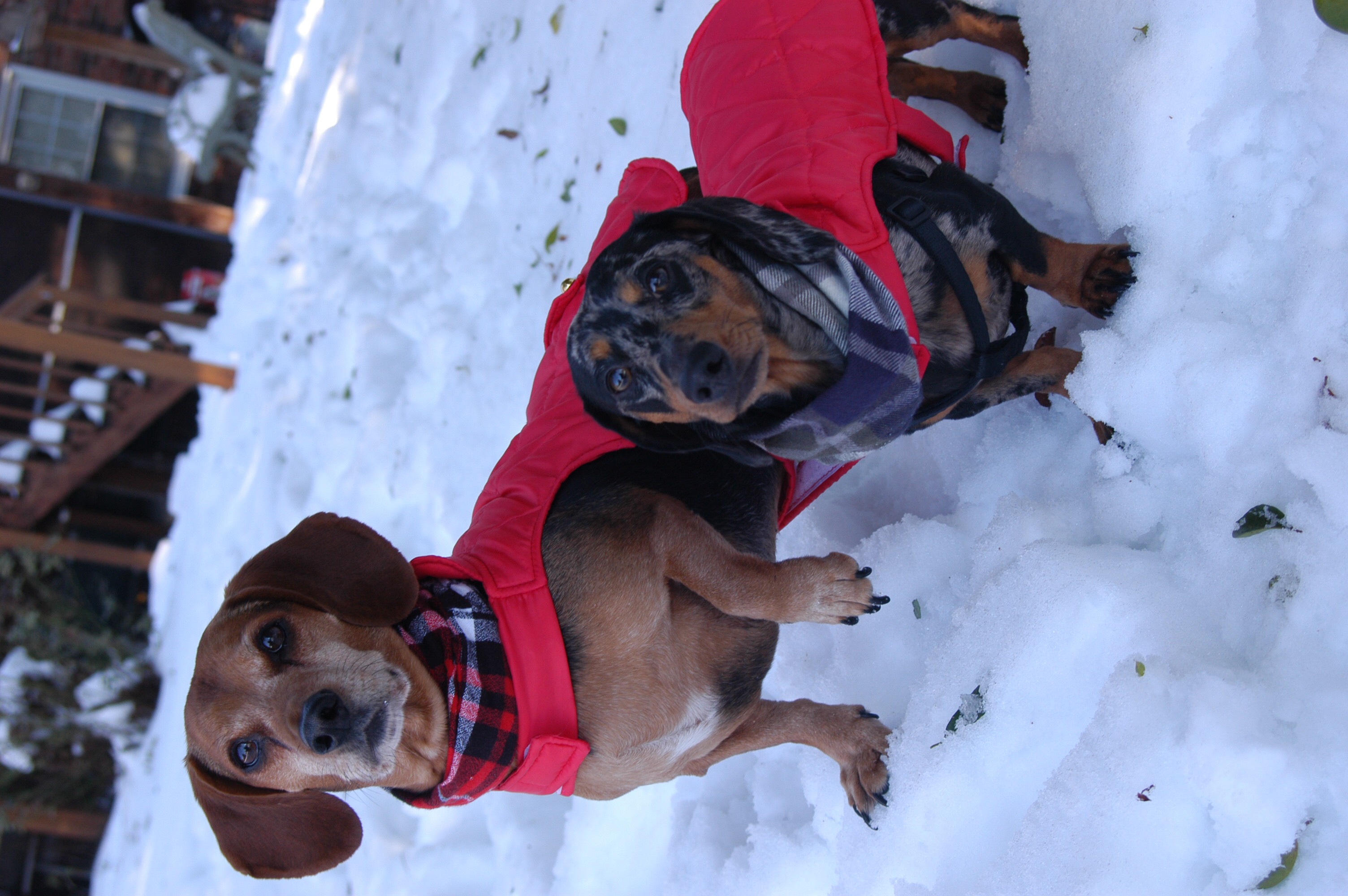 Deacon and Otis standing in the snow